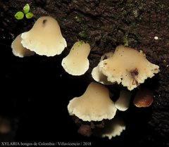 Agaricales