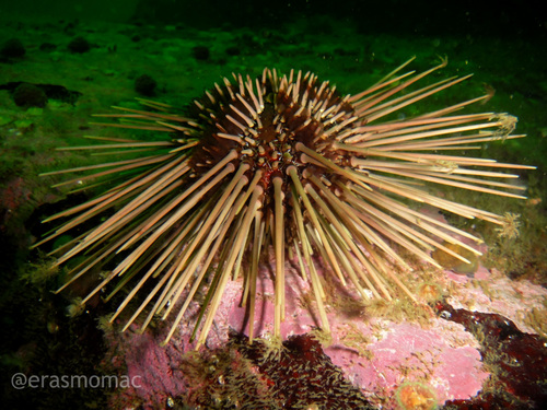 Arbacia spatuligera