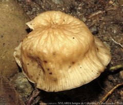 Agaricales