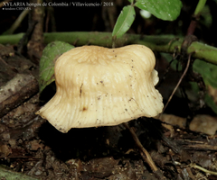Agaricales