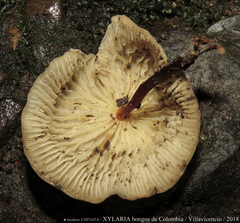 Agaricales