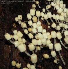 Coprinellus disseminatus