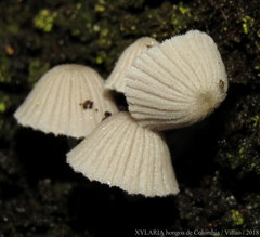 Coprinellus disseminatus
