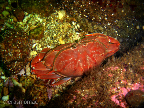 Platymera gaudichaudii