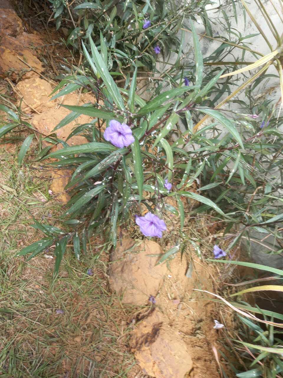 Ruellia simplex