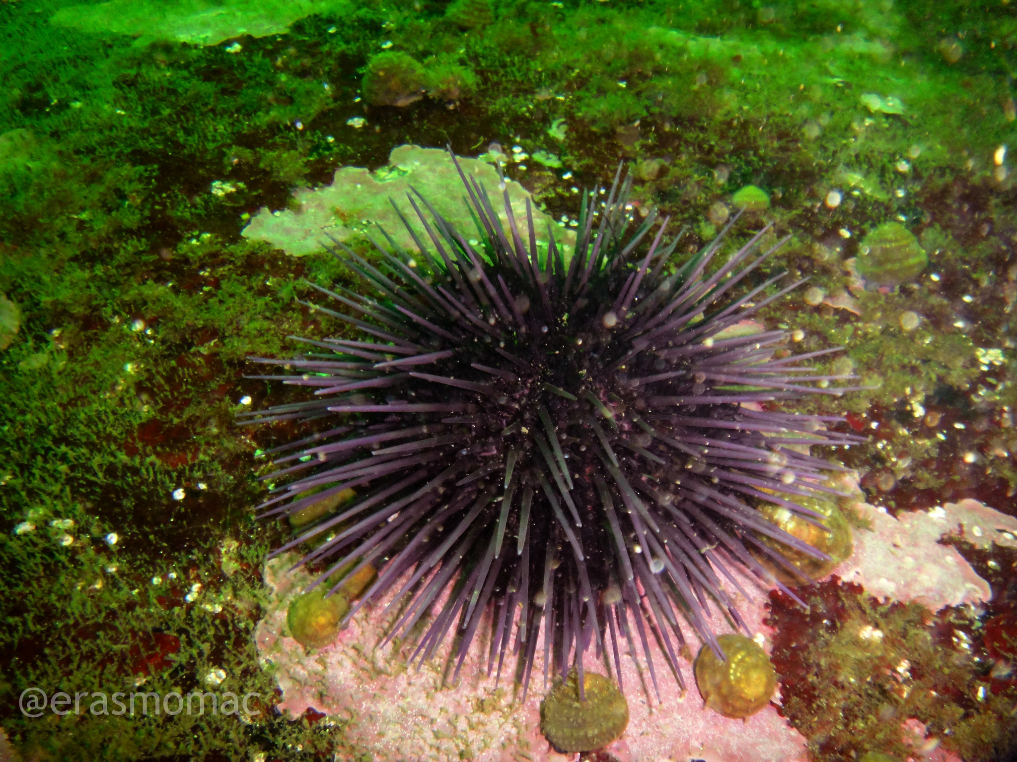Black Sea Urchin (Arbacia nigra) · iNaturalist