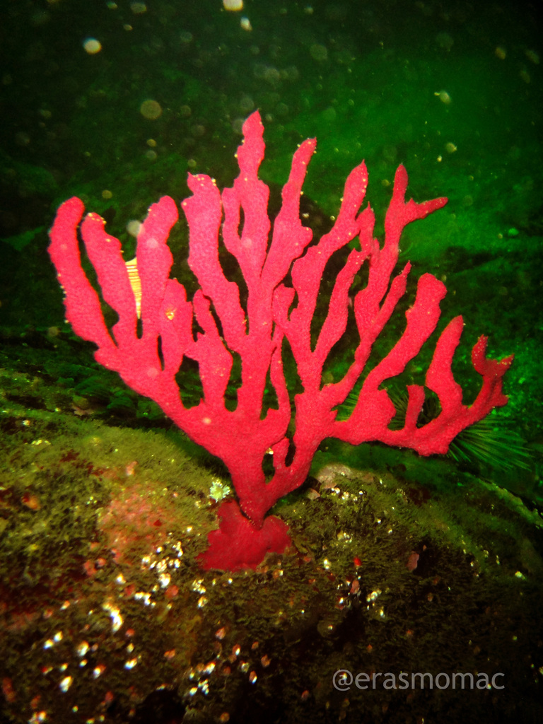 Phycogorgia fucata