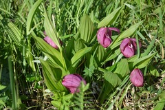 Cypripedium macranthos