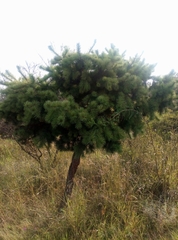 Pinus