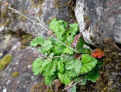 Hermas capitata