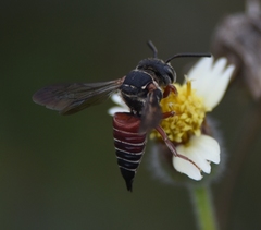 Coelioxys slossoni