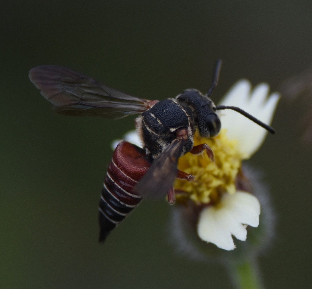 Coelioxys slossoni