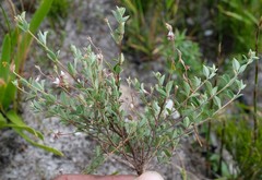 Indigofera sarmentosa