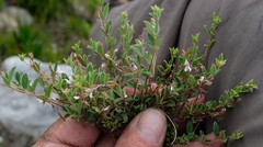 Indigofera sarmentosa