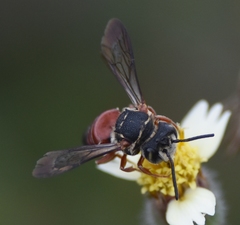 Coelioxys slossoni
