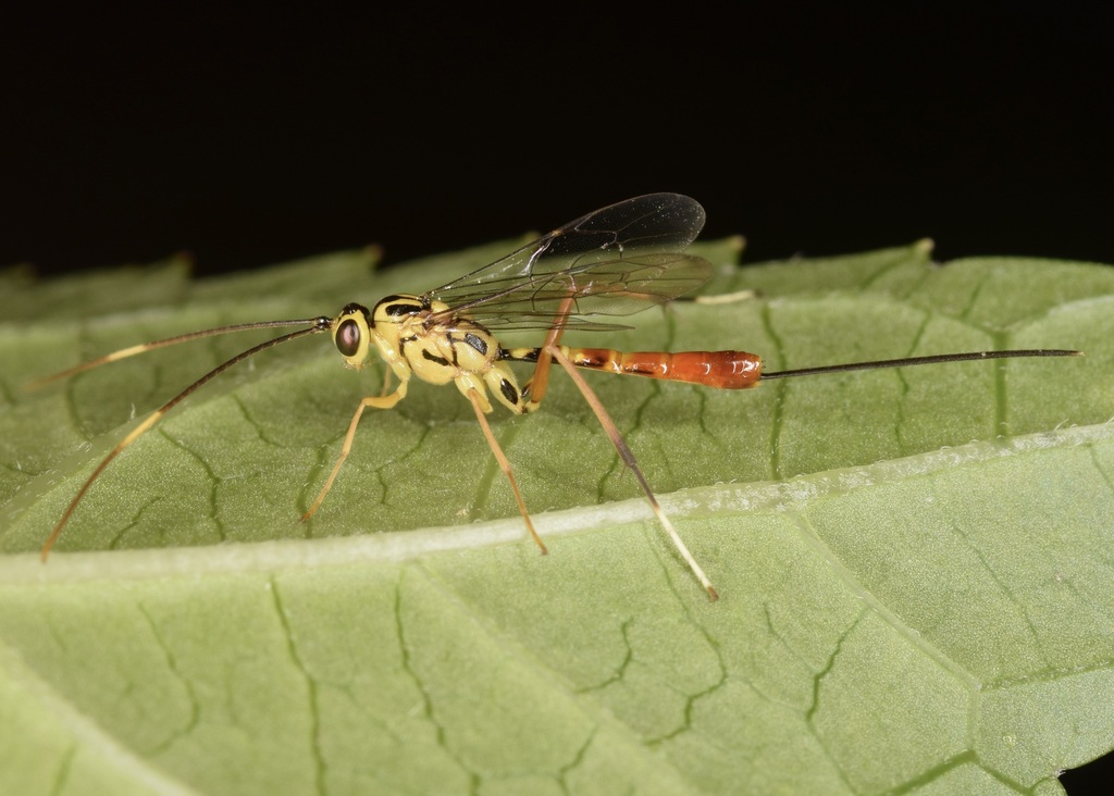 Meniscomorpha michiganensis