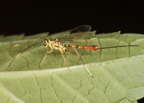Meniscomorpha