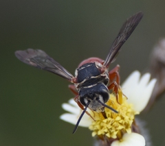 Coelioxys slossoni