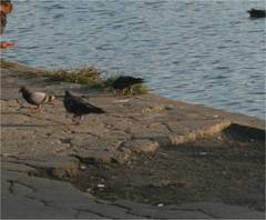 Columba livia domestica