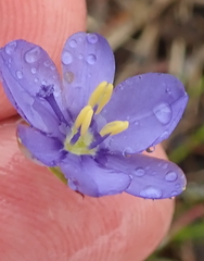 Aristea abyssinica