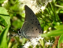 Pseudolycaena damo