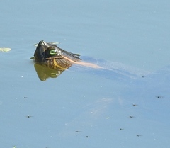 Trachemys ornata