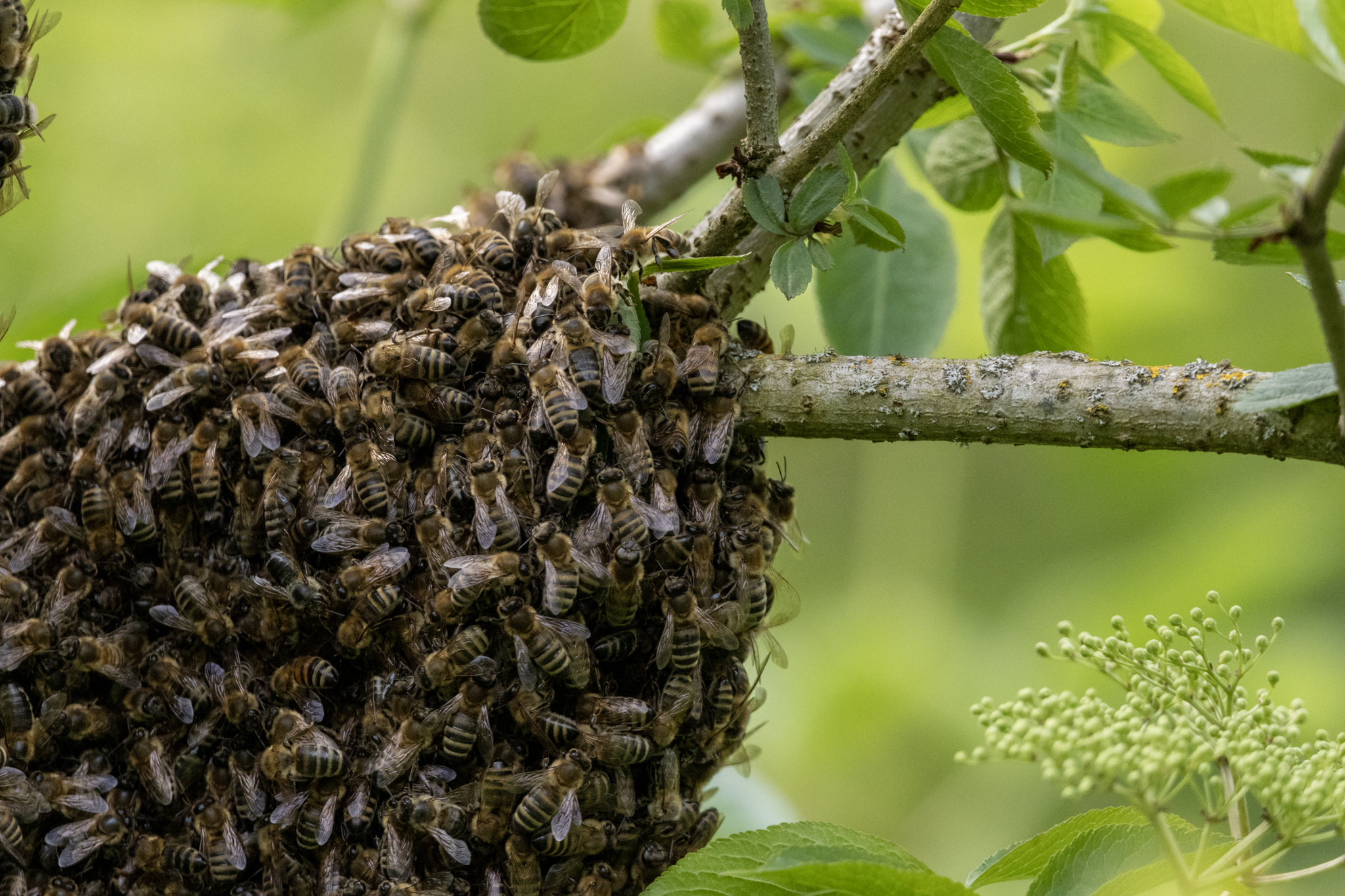 Western honey bee - Wikipedia