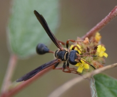 Isodontia exornata