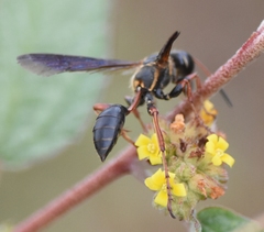Isodontia exornata