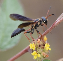 Isodontia exornata