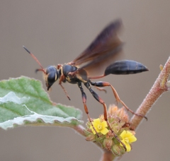 Isodontia exornata