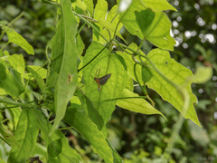 Filodes fulvidorsalis