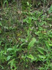 Epipactis helleborine tangutica