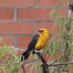 Gymnomystax mexicanus