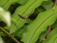 Filodes fulvidorsalis