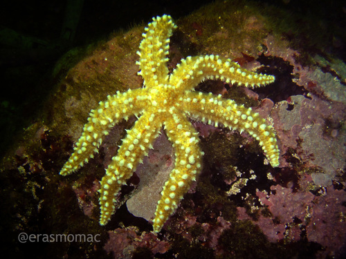 Meyenaster gelatinosus