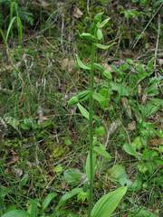 Epipactis helleborine tangutica
