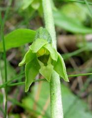 Epipactis helleborine tangutica
