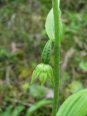 Epipactis helleborine tangutica