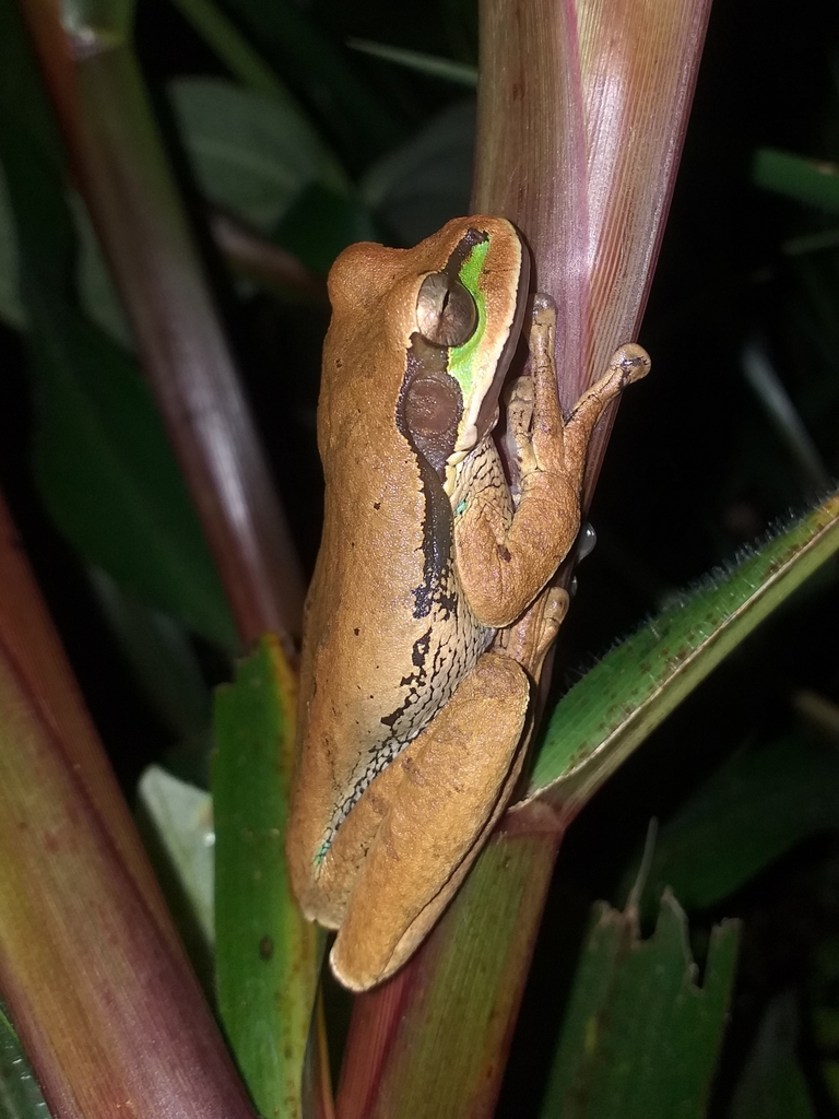 Masked Tree Frog from Yarumal on May 22, 2023 at 02:21 AM by Oscar ...