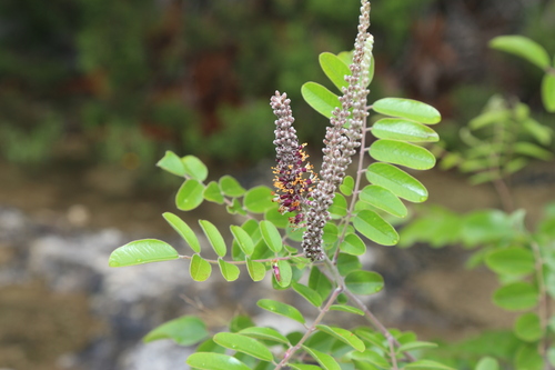 Image of Amorpha roemeriana by (c) Reid Hardin, some rights reserved (CC BY)