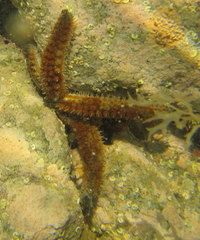 Asteriidae
