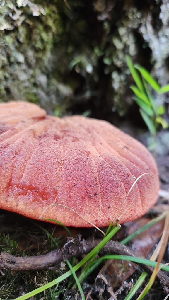 Fistulina antarctica · April 2023 · photo: © laflorifunga_ (iNaturalist, cc-by)