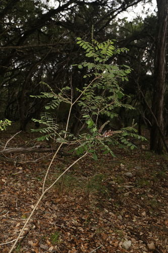 Image of Amorpha roemeriana by (c) Reid Hardin, some rights reserved (CC BY)