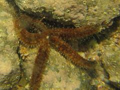 Asteriidae