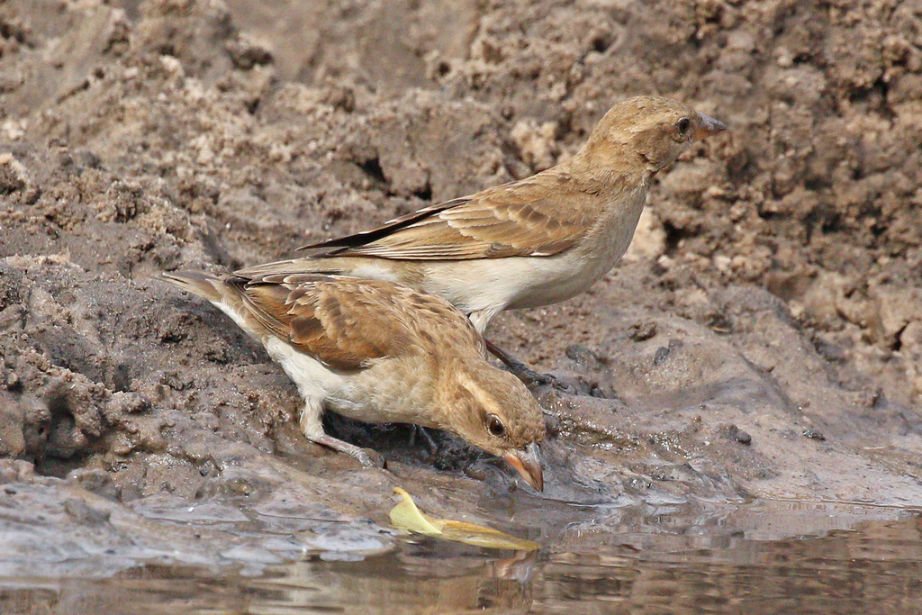 Sahel Bush-Sparrow