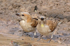 Sahel Bush-Sparrow photo 2