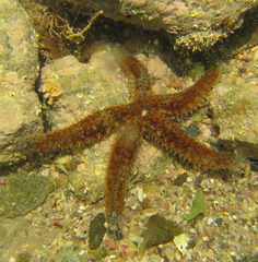 Asteriidae