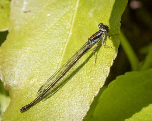 Fragile Forktail, photo 4 of 9
