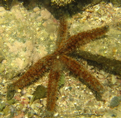 Asteriidae